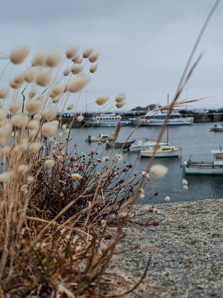 Le port de Roscoff, bateaux et fleurs sauvages
