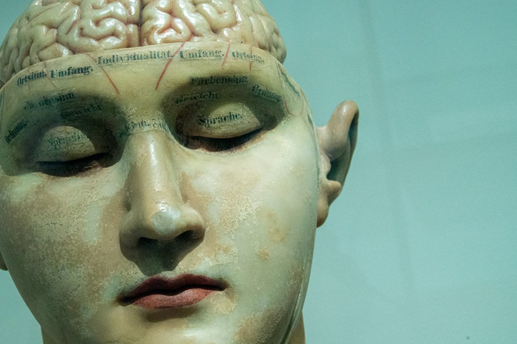 Sculpture d'un crâne humain avec un cerveau exposé, présentant des annotations sur les fonctions cérébrales.